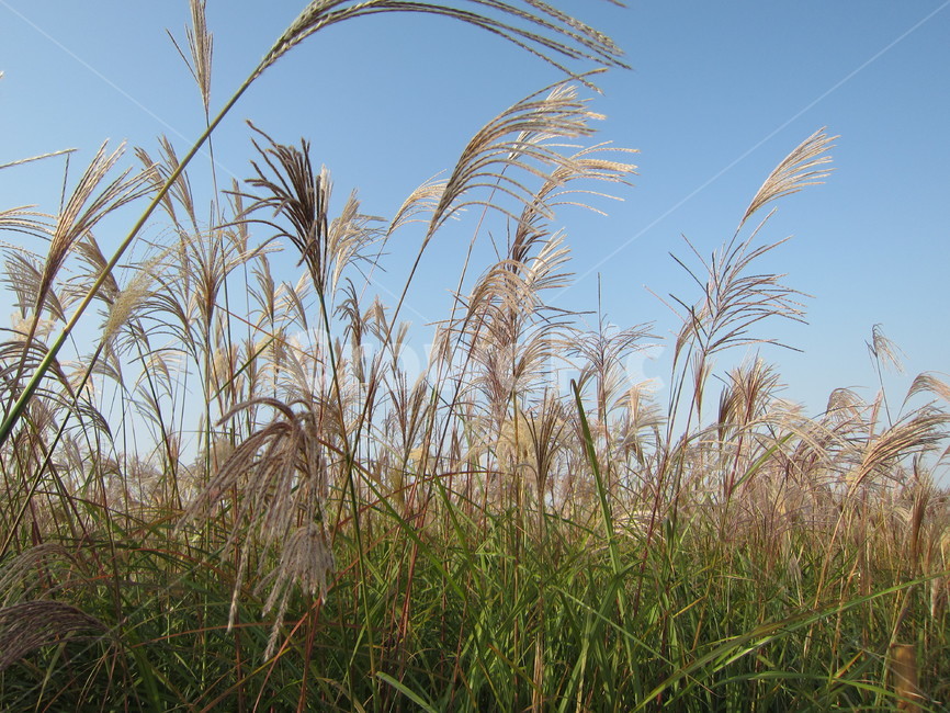 억새,하늘,가을,은빛,10월,공원,밭,식물,야외,평원,grass,잔디,plant,lawn,reed,갈대