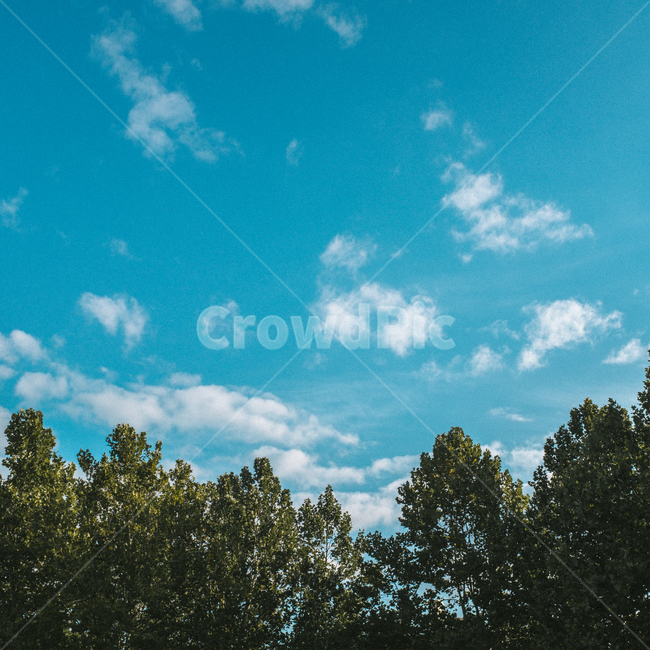 하늘,구름,나무,sky,tree,park