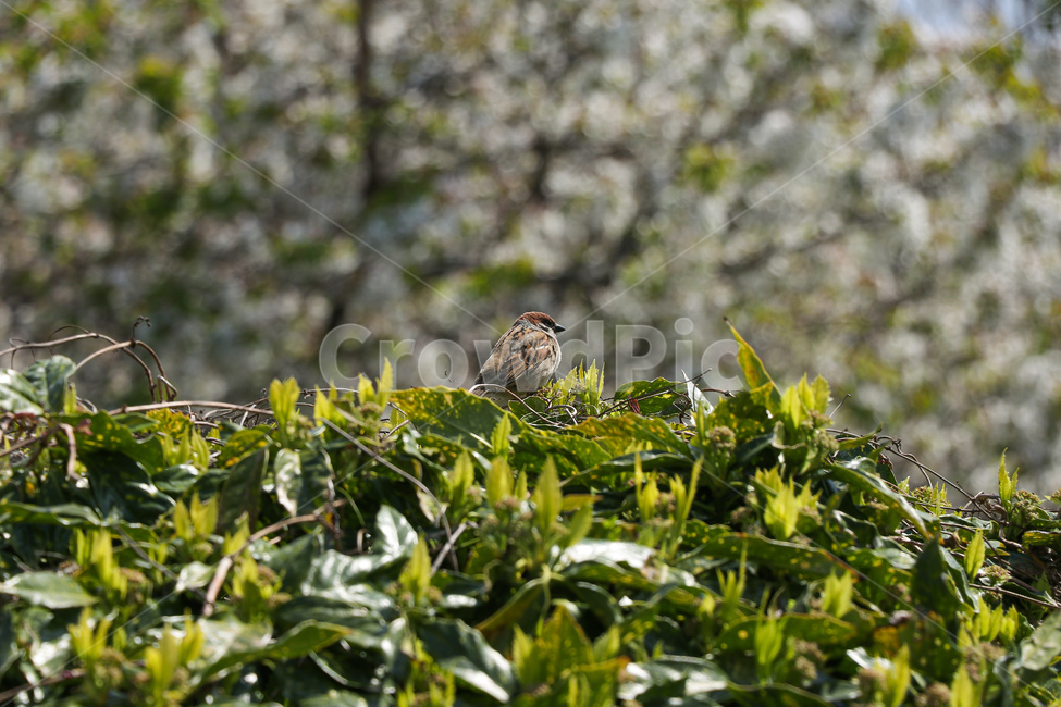 꽃,flower,벚꽃,blossom,animal,동물,sparrow,참새,bird,새