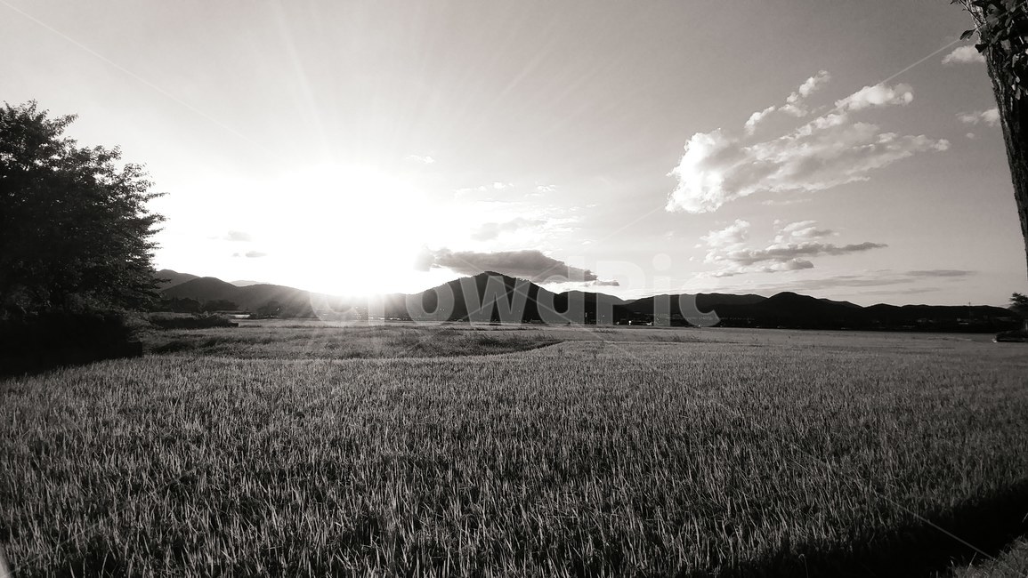 흑백,논,밭,햇빛,노을,자연,풍경,nature,landscape,흑백,모노톤,monochrome,black and white,field,들
