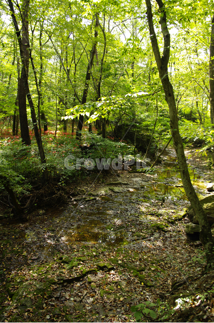 계곡,숲,나무,초록,식물,자연,풍경,nature,landscape,vegetation,초목,plant,land,땅,forest,woodland,삼림지,outdoors,옥외,tree,grove,작은 숲,ground,바닥