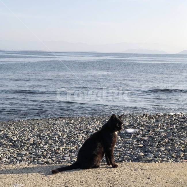 고양이,길고양이,바다,검은고양이,동물,동물,animal,포유류,mammal,고양이,cat,kitten,kitty