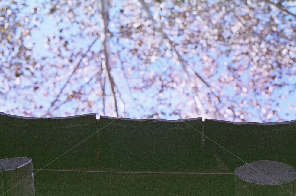 덕수궁,덕수궁돌담,돌담,꽃,blossom,flower,식물,올드필름,필름사진,필름포토그래피,filmphotography,filmcamera,필름카메라,봄,계절,spring,season,감성,sensible,feeling