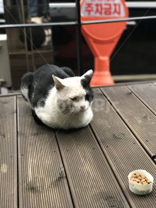 길고양이,코숏,바라봄,갈등,식빵,식빵굽기,동물,animal,포유류,mammal,고양이,cat,kitten,kitty