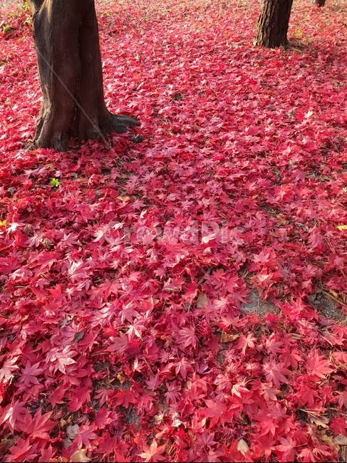 leaf,잎,plant,maple,단풍,가을,가을,계절,fall,autumn,season,식물,자연,plants,nature,tree,나무