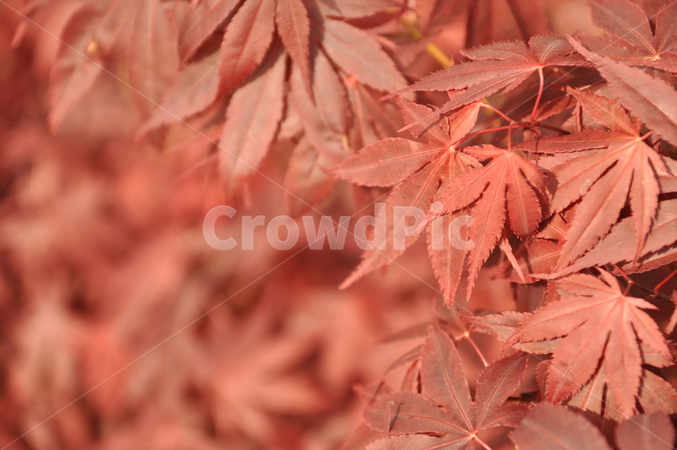 단풍잎,단풍,붉은,가을,접사,빨간,가을,계절,fall,autumn,season,plant,식물,leaf,잎,tree,나무,maple