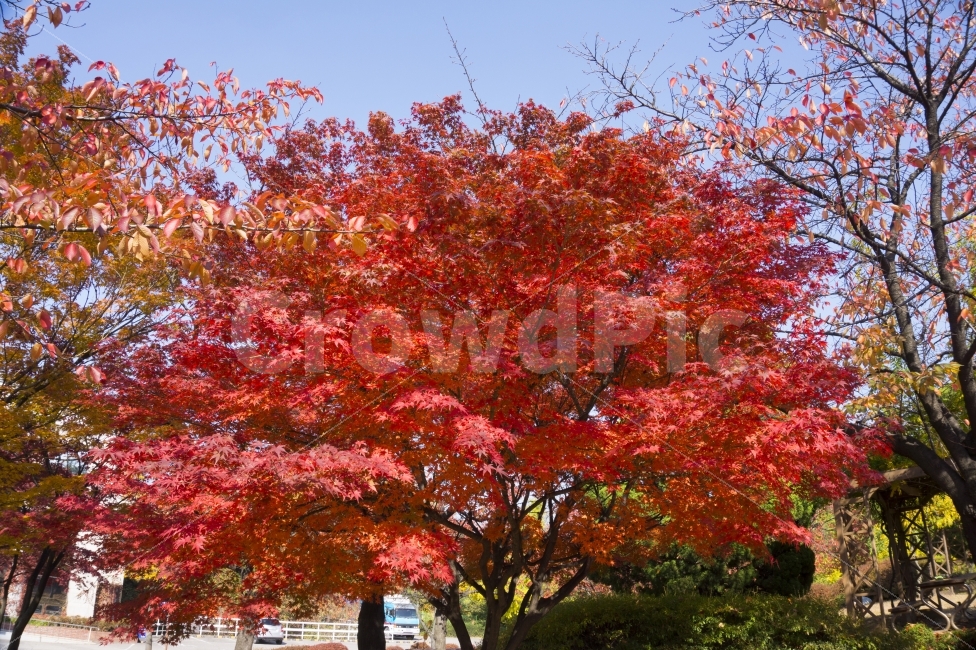 가을,단풍,단풍나무,풍경,자연,낙엽,단풍잎,잎,배경,빨강,절정,나무,10월,11월,계절,브라운,휴일,식물,수목,낙엽잎,야외,가을,계절,fall,autumn,season,식물,자연,plants,nature,나무,trees,wood,tree,plant,maple,leaf