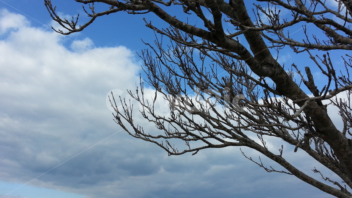 나무,쓸쓸한,나뭇가지,하늘,구름,sky,tree,가지,새순,풍경,자연,글귀배경,식물,자연,plants,nature,나무,trees,wood