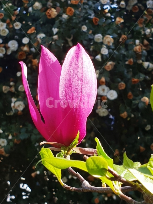 자목련,목련,목련꽃,목련화,자목련화,식물,자연,plants,nature,꽃,flower