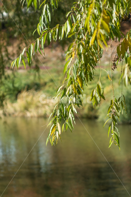 가을,autumn,자연,nature,공원,park,나들이,picnic,야외,outdoor,맑은날,day,tree,나무,river,강,물,water,초록색,초록,green,plant,식물,자연,풍경,nature,landscape
