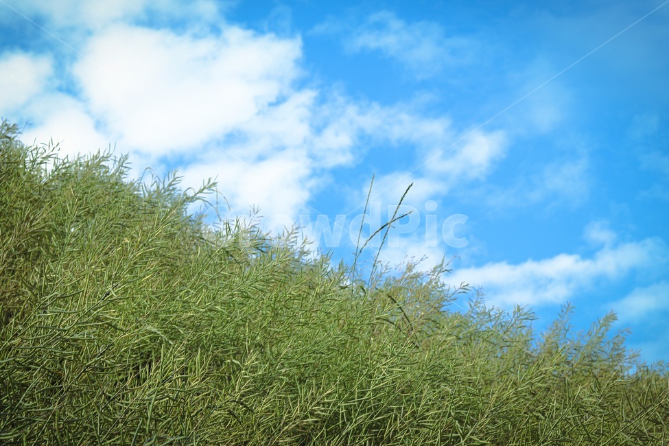 grass,잔디,plant,하늘,그름,푸른색