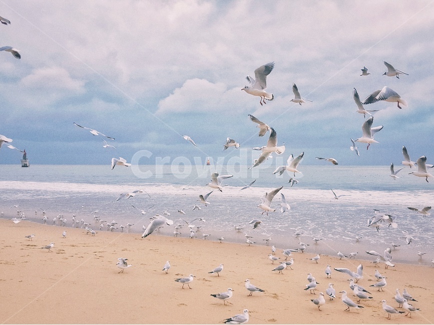바다,sea,해운대,갈매기,commongull,부산,busan,자연,풍경,nature,landscape,해변,바다,beach,sea,동물,animal,조류,새,birds,감성,sensible,feeling,flock,대군,bird