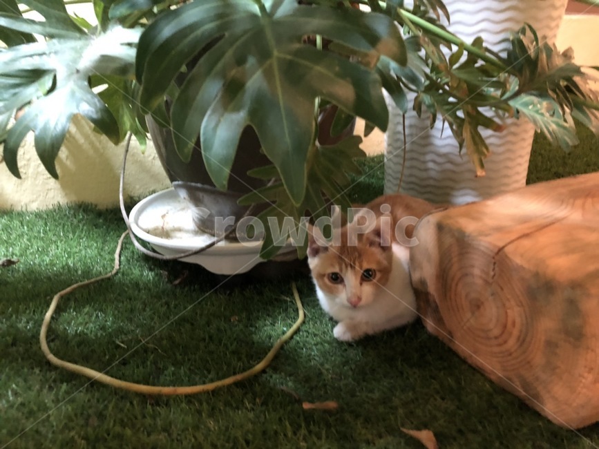 고양이,큐티,길고양이,식물,카페
