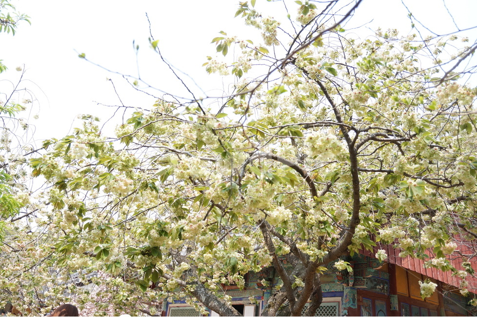 청벚꽃,꽃,봄,맑음,풍경,봄,계절,spring,season,식물,자연,plants,nature,꽃,flower,outdoors,옥외