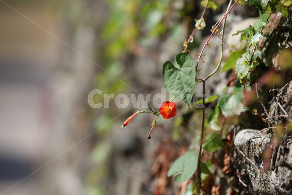 유홍초,둥근잎유홍초,덩굴식물,돌담,주홍색꽃,덩굴,식물,통꽃,식물,자연,plants,nature,꽃,flower