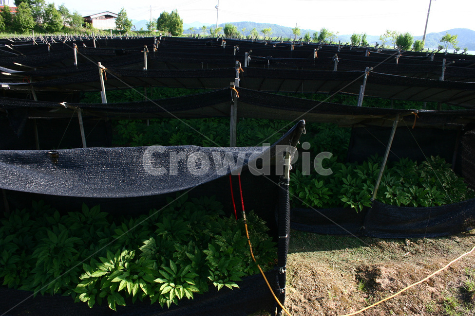 인삼밭,인삼재배,인삼농사,약초,약용식물,농업,농사,agriculture,farming,farming industry