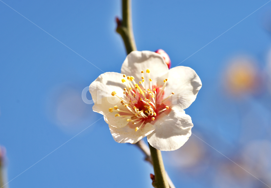 매화,꽃,매실나무,봄,계절,식물,사군자,장미과,봄,계절,spring,season,식물,자연,plants,nature,꽃,flower,plant