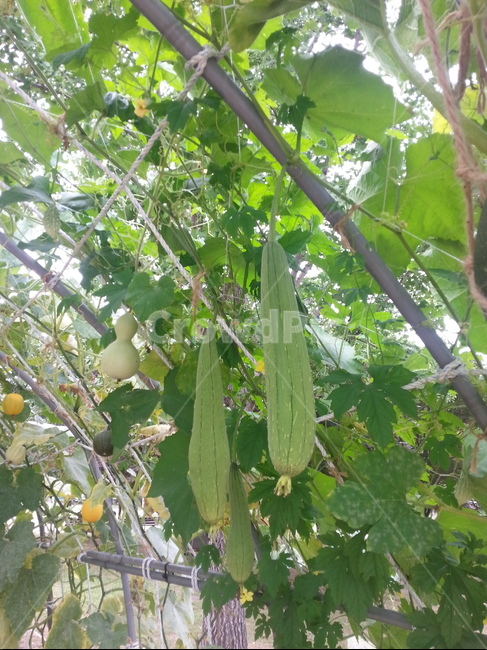 수세미,자연,덩굴식물,식물,대롱대롱,녹색
