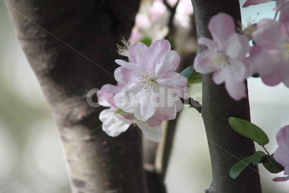 꽃,사과나무꽃,서부해당화,봄,hallcrabapple,식물,자연,plants,nature,꽃,flower