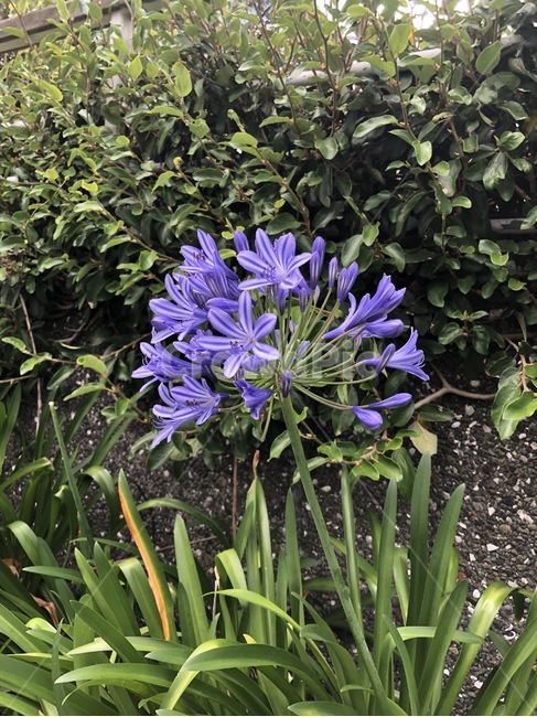 보라색꽃,예쁜꽃,꽃,flower,플라워