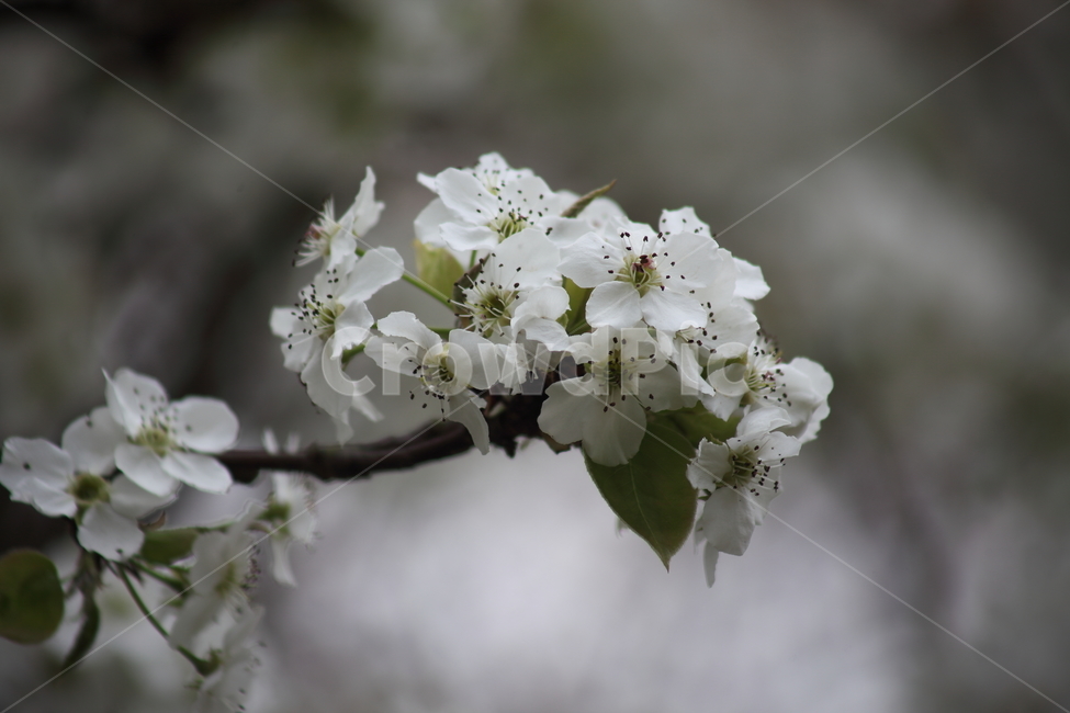 꽃,배꽃,배나무,봄,peartree,돌배꽃,PearBlossom,Pyruspyrifolia,식물,자연,plants,nature,꽃,flower