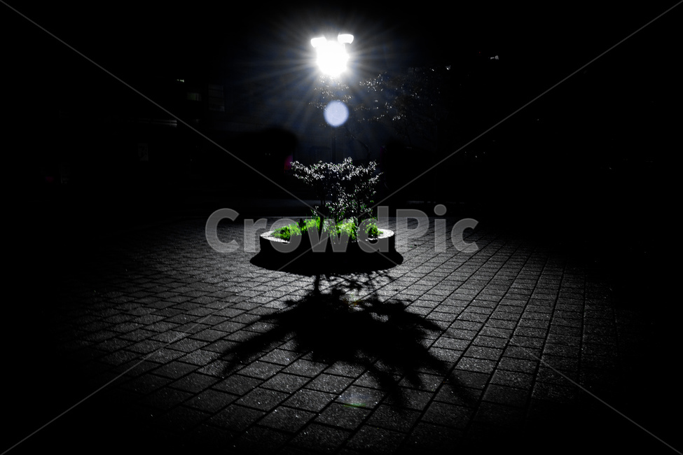 빛,화단,감성,스포트라이트,분위기,일본,자연,풍경,nature,landscape,야경,밤,nightscape,night