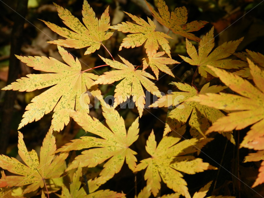 단풍,노랑,나뭇잎,단풍잎,노랑잎,가을,계절,fall,autumn,season,식물,자연,plants,nature,plant,leaf,잎,tree,나무