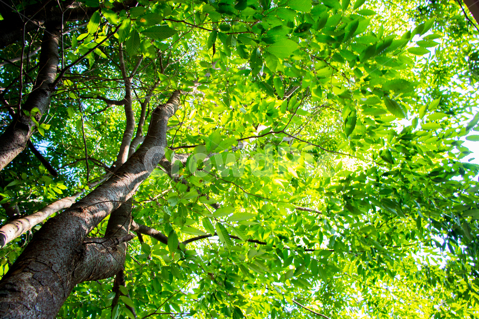 여름,초록,나무,잎,신선한,프래쉬,식물,자연,plants,nature,나무,trees,wood