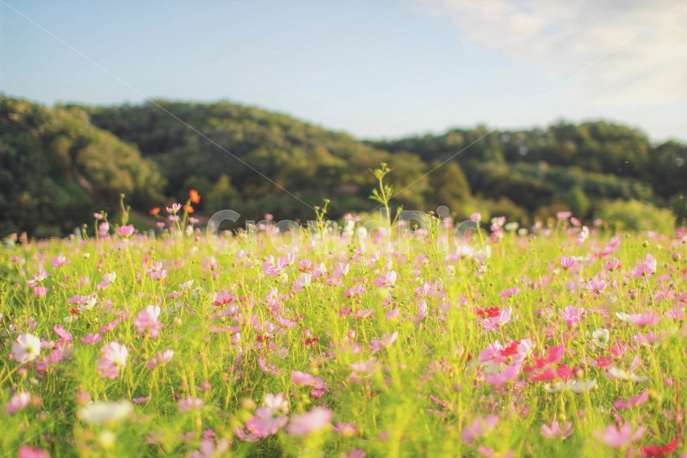 코스모스,들판,꽃밭,꽃,가을,가을,계절,fall,autumn,season,자연,풍경,nature,landscape,식물,plants,꽃,flower,outdoors,옥외,field,들,grassland,목초지,rural,농촌,farm,농장,meadow