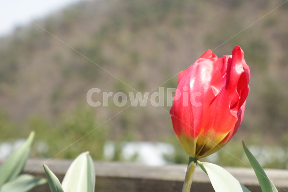튤립,자연,꽃봉오리,봄,plant,식물,blossom,꽃,flower