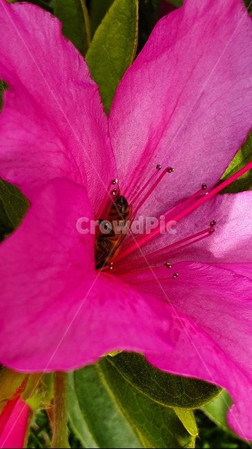 철죽,자연,벌,일,꿀벌,빨강,꽃,봄,집중,봄,계절,spring,season,식물,자연,plants,nature,꽃,flower,동물,animal,곤충,벌레,insect,bug,geranium,제라늄,plant,blossom