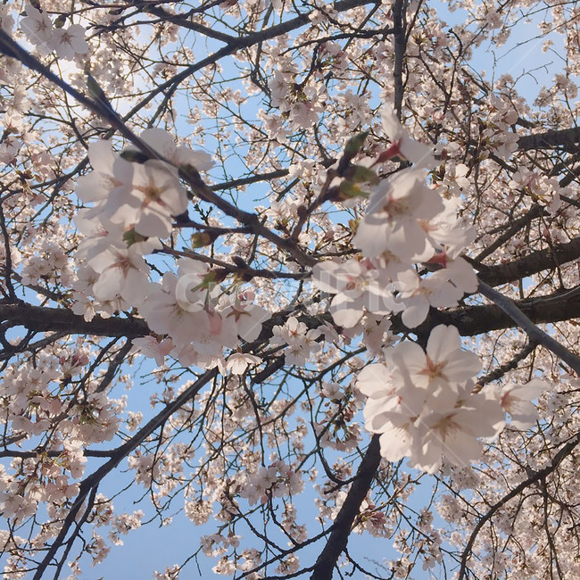 spring,벚꽃,봄,나무,하늘,꽃,sakura,tree,flower,sky,cherryblossom,사쿠라,분홍색,pink,하늘색,배경,background,벚나무