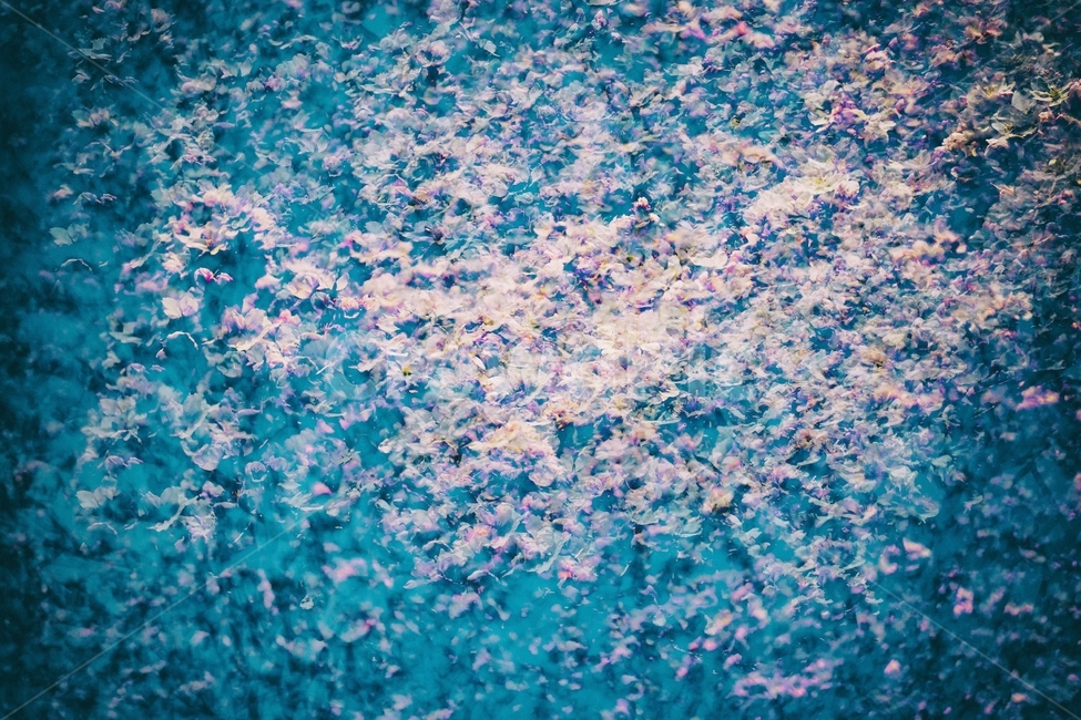꽃다발,벚꽃,보라꽃,봄,다중노출