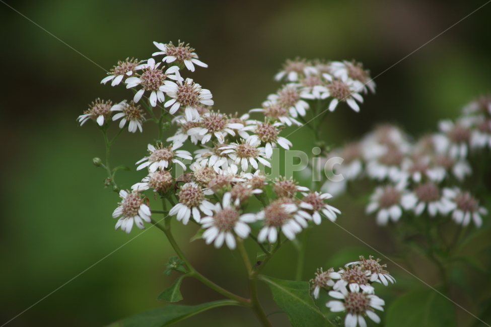 섬쑥부쟁이,식물,가을꽃,야생화,ulleungdoaster,가을,계절,fall,autumn,season,식물,자연,plants,nature,꽃,flower,plant