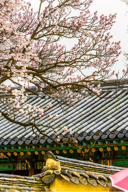 문화재,문화유산,고궁,벚꽃,봄,봄,계절,spring,season,한국전통,한국문화,korean traditional,korean culture,건축물,건물외관,exterior,building,structure,architecture,construction