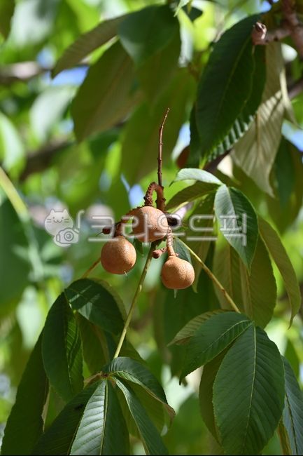 칠엽수열매,마로니에열매,칠엾,마로니에,열매,나무,식물,자연,잎,나뭇잎,plant,tree,nature,chestnut