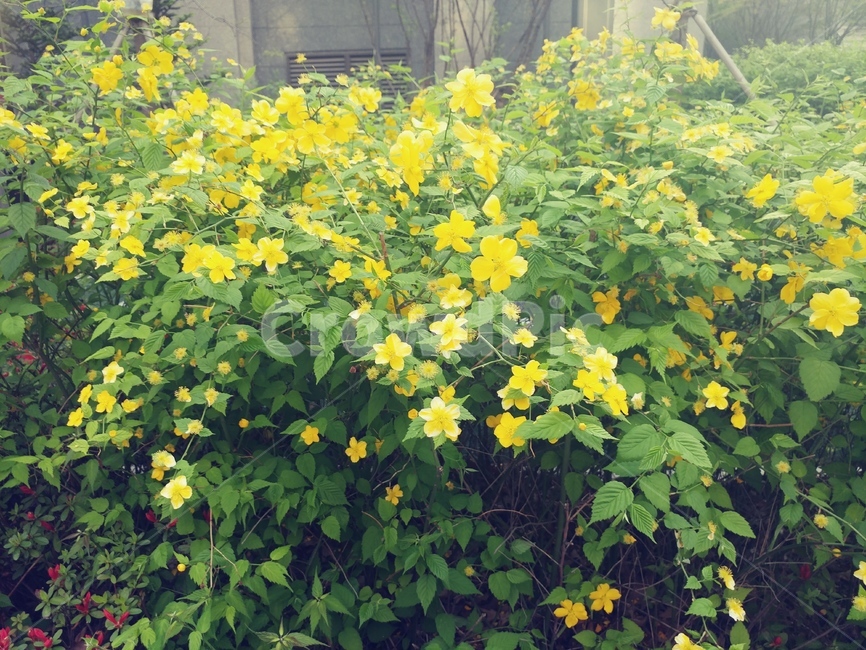 꽃,봄,노란색,식물,풀숲,식물,자연,plants,nature,꽃,flower