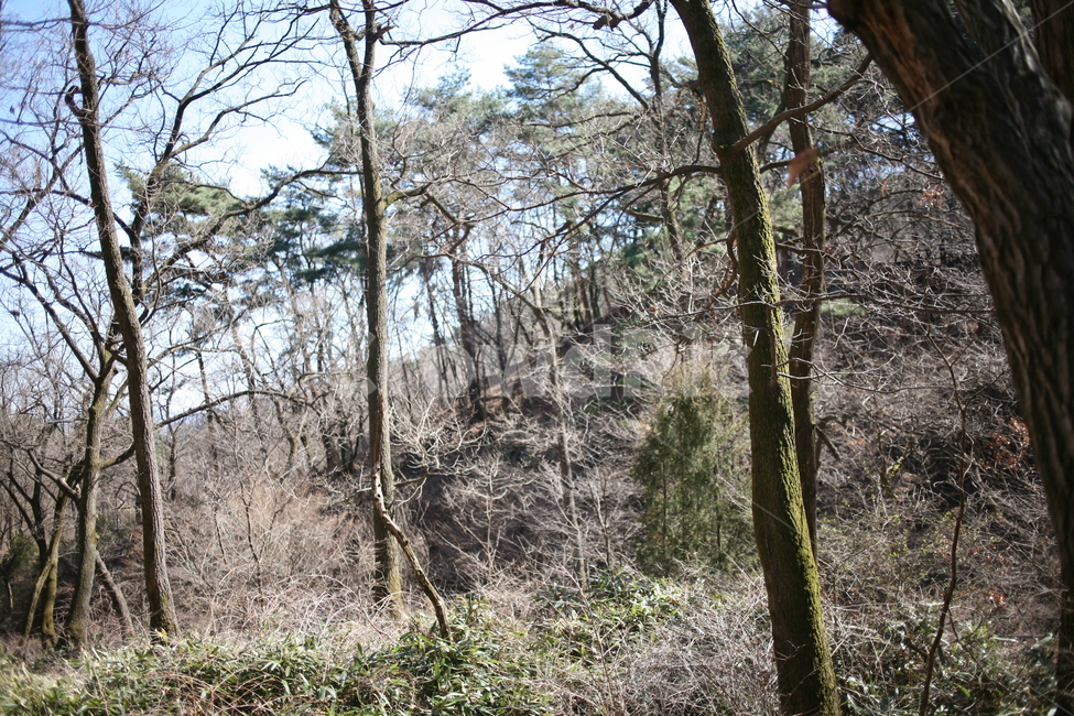 식물,tree,나무,북한산,mountain,산