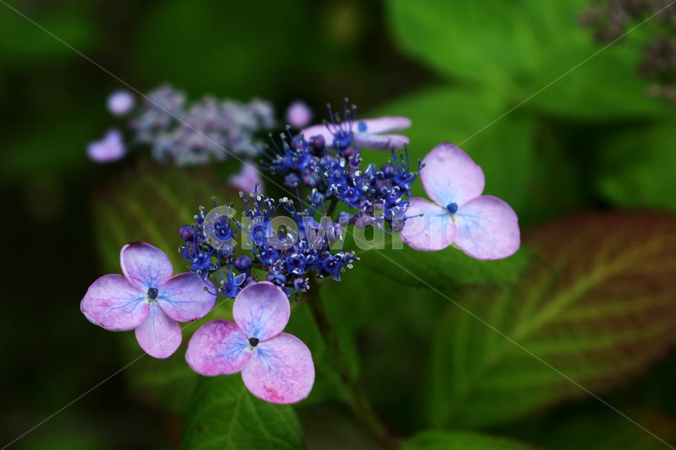 plant,leaf,flower,나뭇잎,식물,꽃,식물,자연,plants,nature,꽃,flower