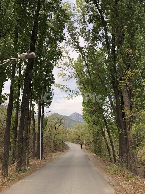 road,도로,human,사람,tree,나무,country