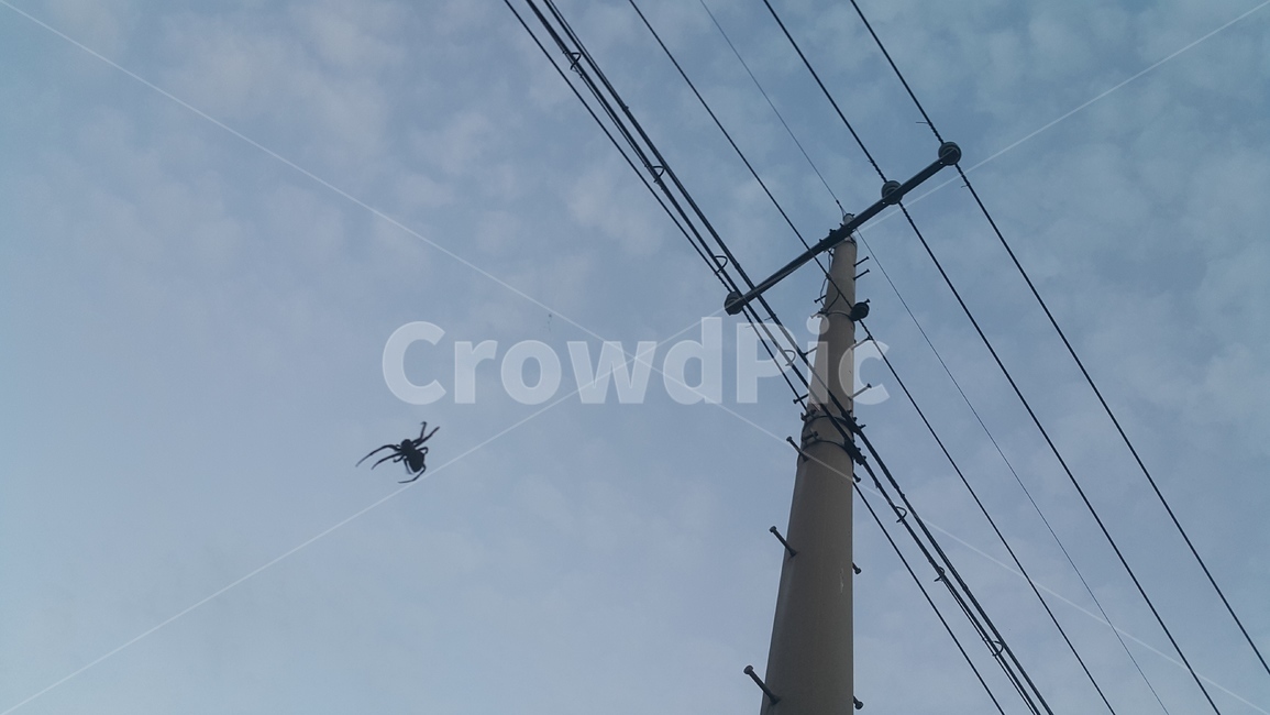 스파이더,하늘,날아다니는,거미,전봇대,전기줄,동물,animal,곤충,벌레,insect,bug