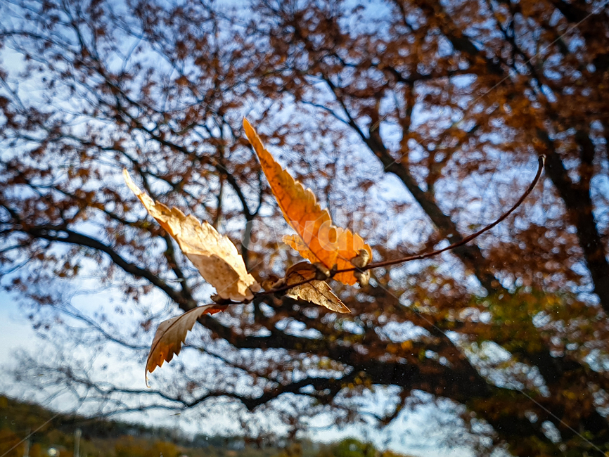 가을,단풍,하늘,나무,입,식물,leaf,plant,tree,sky,식물,자연,plants,nature
