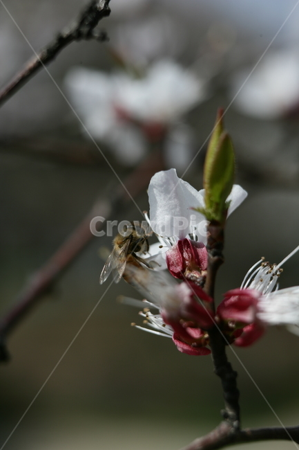 꽃,봄꽃,매화,식물,나무,벌,식물,자연,plants,nature,꽃,flower