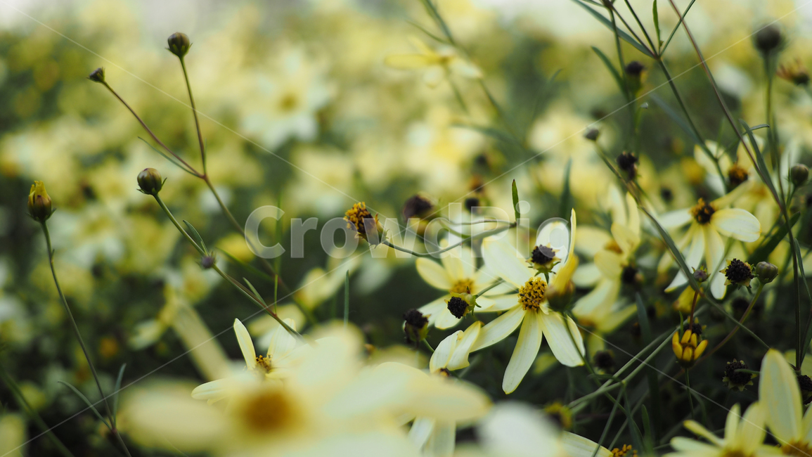야생화,꽃,식물,wildflower,flower,plant,blossom,들꽃,식물,자연,plants,nature,꽃,flower