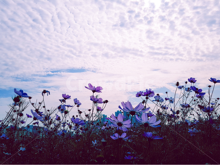 코스모스,가을,구름,풍경,핑크,가을,계절,fall,autumn,season,식물,자연,plants,nature,꽃,flower,geranium,제라늄,plant,blossom,outdoors,옥외