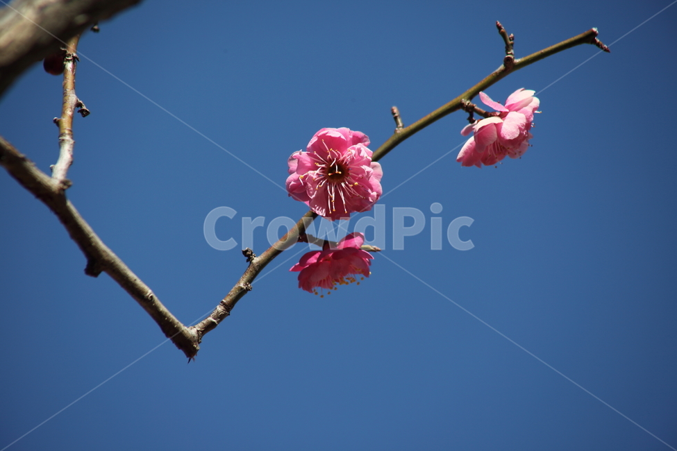 꽃,매화,홍매화,japaneseapricot,봄,식물,자연,plants,nature,꽃,flower