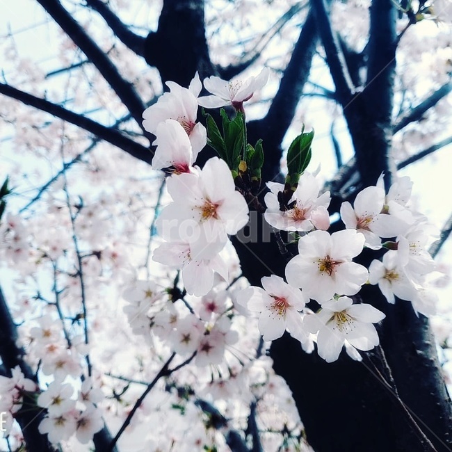 봄,벚꽃,자연,꽃,봄꽃,가로수,활짝,아름다움