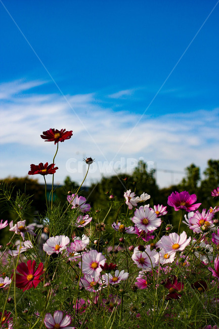 코스모스,하늘,꽃,가을,감성,가을,계절,fall,autumn,season,식물,자연,plants,nature,꽃,flower,plant