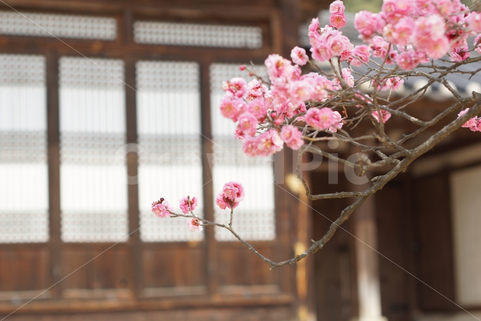 홍매화,꽃,자연,한옥,나무,봄,계절,spring,season,한국전통,한국문화,korean traditional,korean culture,식물,자연,plants,nature,꽃,flower,plant,blossom