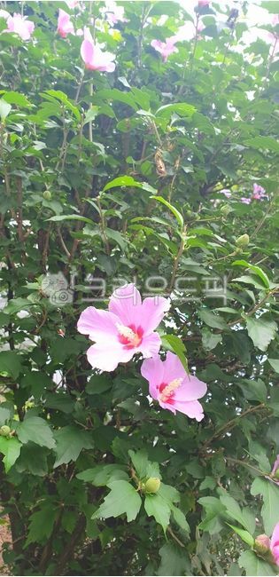무궁화,무궁화꽃,꽃나무,분홍꽃,핑크꽃,무궁화만개